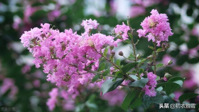 生如夏花说紫薇：紫薇花对紫薇郎