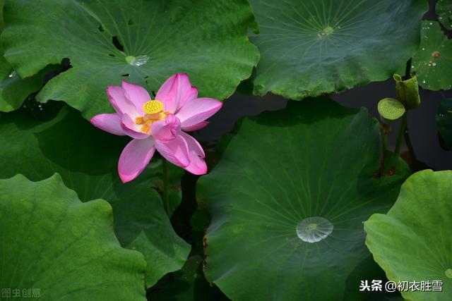 辛弃疾的荷花也铿锵：晚风吹雨，战新荷