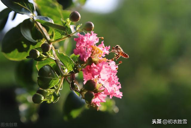 生如夏花说紫薇：紫薇花对紫薇郎