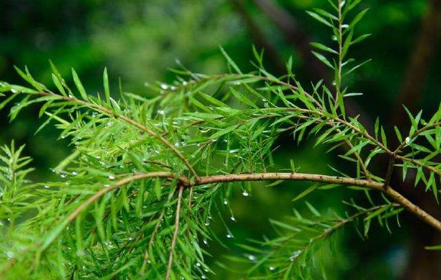 「诗词鉴赏」不知小雨催时节 自然凉意满人间，古诗词中的小雨