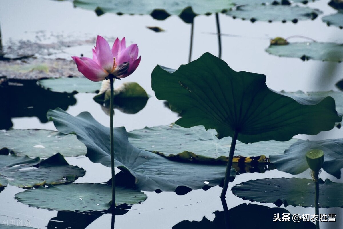 杜甫最美的荷花意向诗，为什么没有写给，自诩秋水芙蓉的李白？