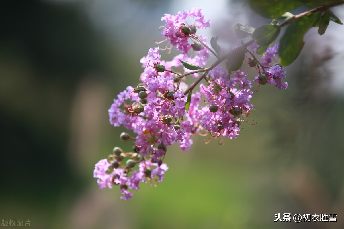 秋花紫薇诗六首：谁道花无红十日，紫薇长放半年花