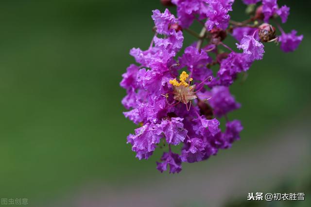 生如夏花说紫薇：紫薇花对紫薇郎