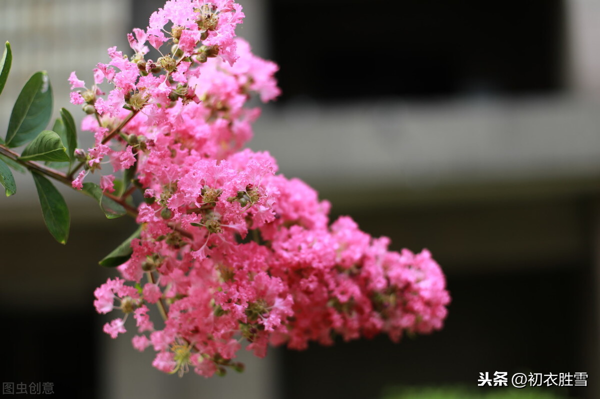 秋花紫薇诗六首：谁道花无红十日，紫薇长放半年花