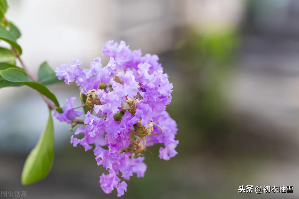 秋花紫薇诗六首：谁道花无红十日，紫薇长放半年花