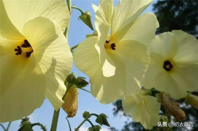 诗词中的植物志：秋花最是黄葵好，天然嫩态迎秋早