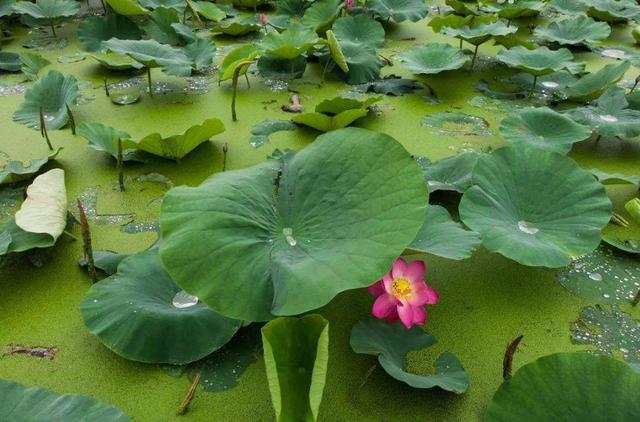 「诗词鉴赏」​大暑已至 万物荣华 大雨时行，古诗词中的大雨