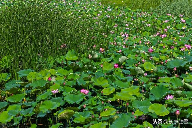 赏读唐延谦《金陵怀古》：山自青青水自流，荷花荷叶满汀洲