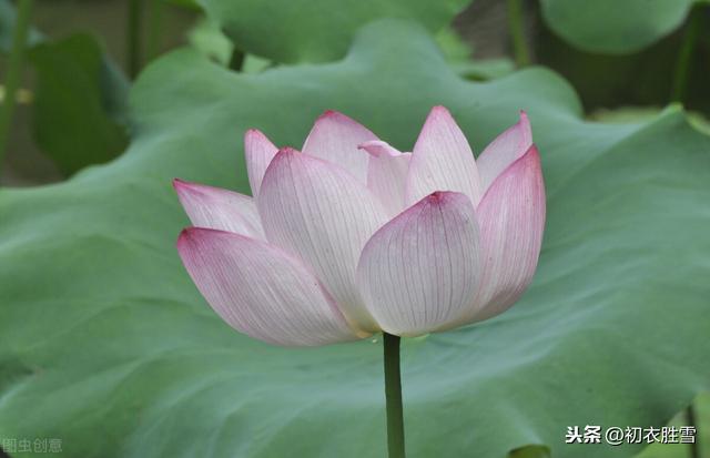 早秋荷花诗词五首：亭亭秋水芙蓉，笑相逢