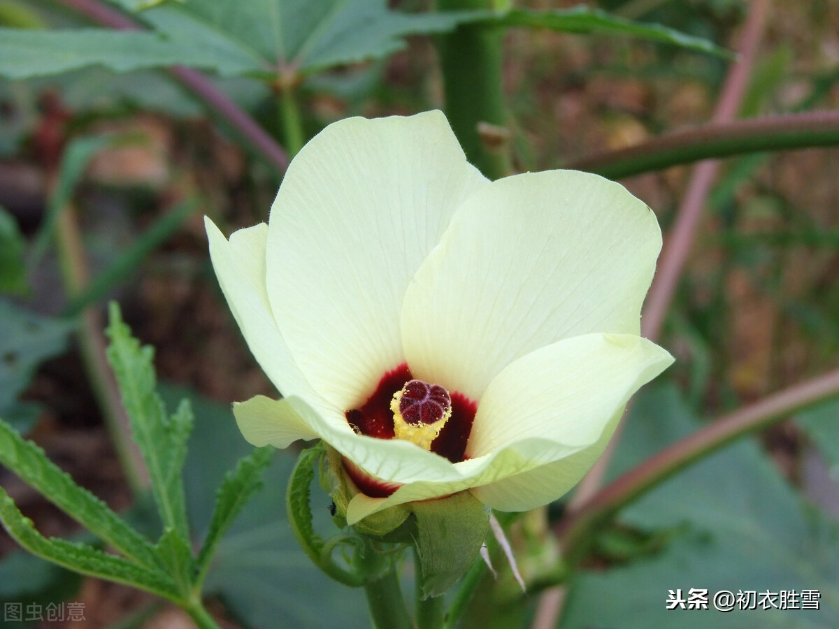 秋花黄葵诗词4首：一入长门只淡妆，日日倾心向太阳