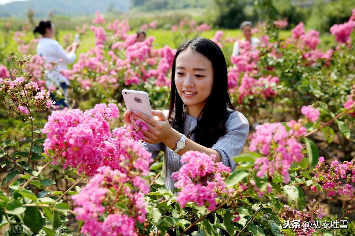 秋花紫薇诗六首：谁道花无红十日，紫薇长放半年花