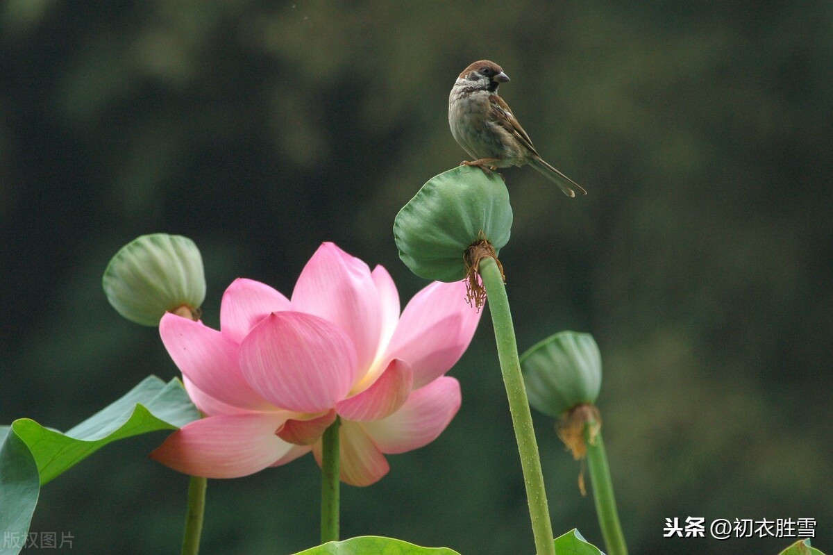 处暑节气诗词：残暑晚初凉，清风渡水香