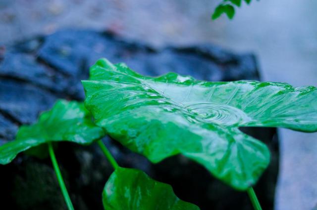 「诗词鉴赏」​大暑已至 万物荣华 大雨时行，古诗词中的大雨