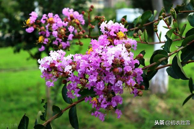 生如夏花说紫薇：紫薇花对紫薇郎