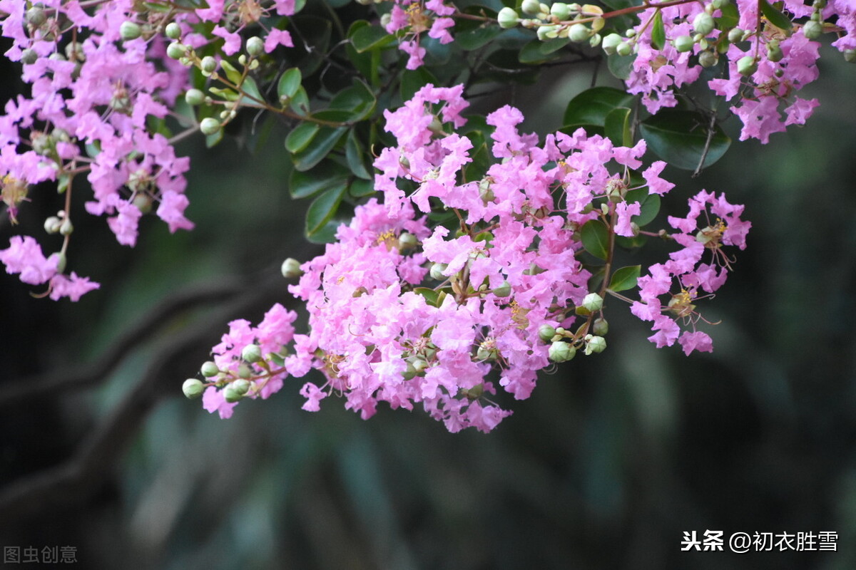 秋花紫薇诗六首：谁道花无红十日，紫薇长放半年花