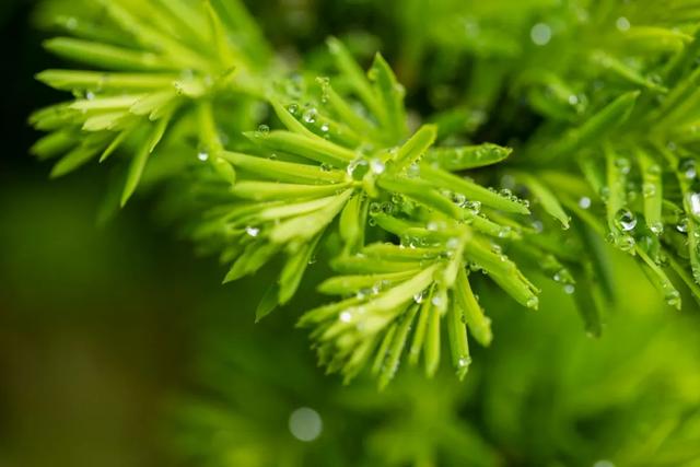 20首微雨诗词，不知何处雨，已觉此间凉