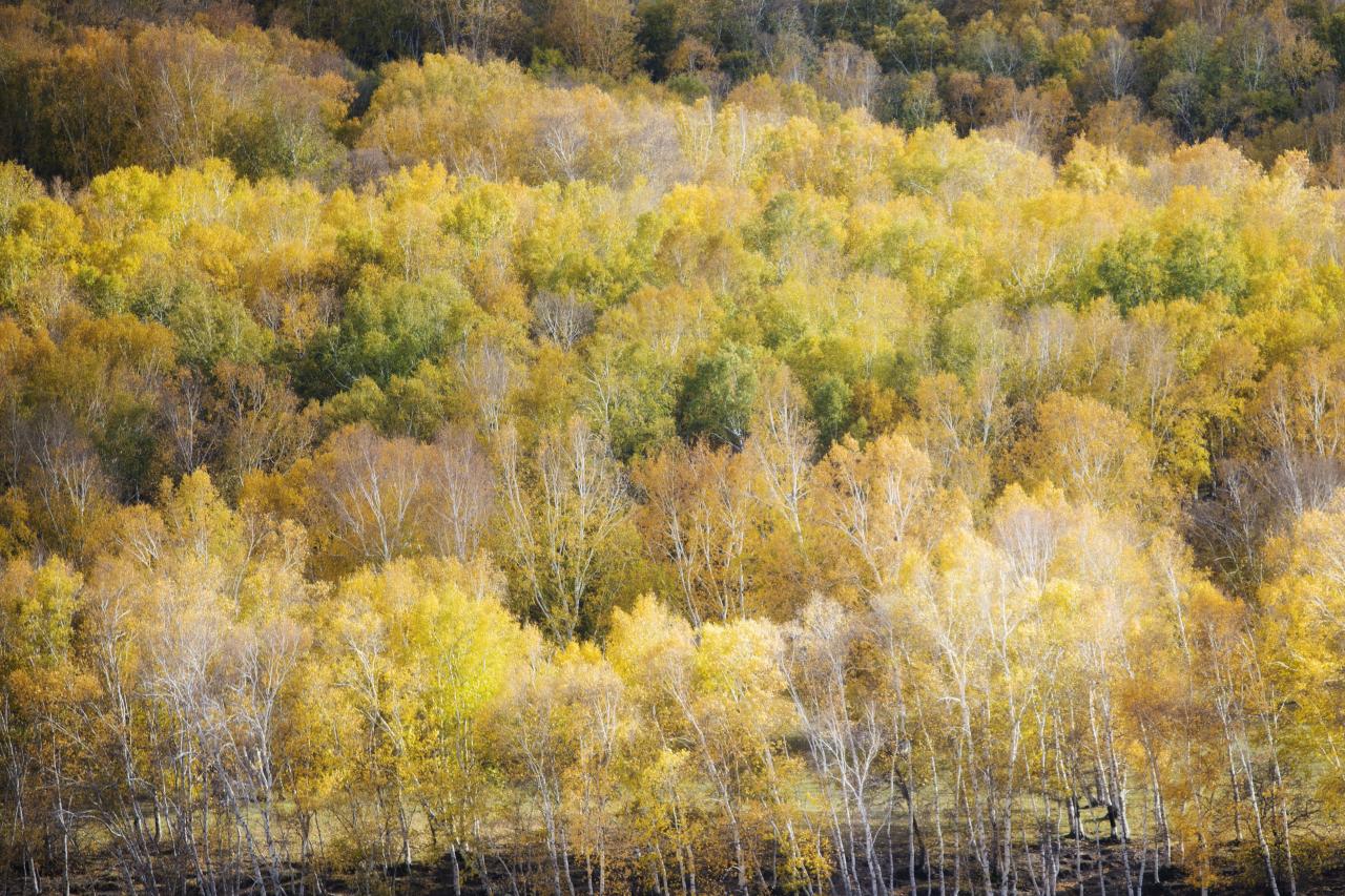 只存在20天的金色乌兰布统，如油画般绝美的秋色童话梦境