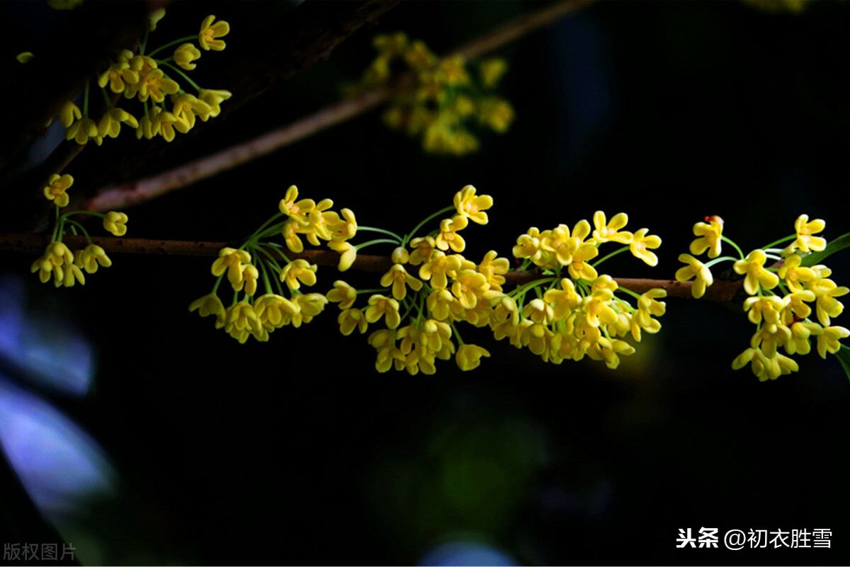暗淡轻黄体性柔，自是花中第一流，李清照说的是什么花？