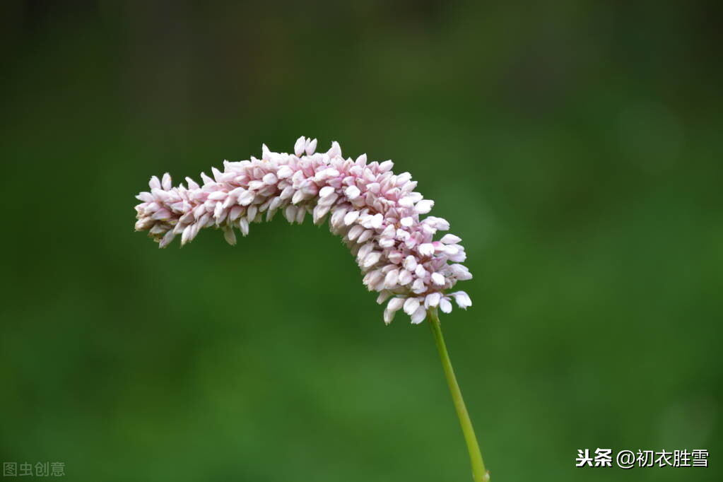 秋诗丽句：芦叶萧萧两岸合，蓼花细细一川红