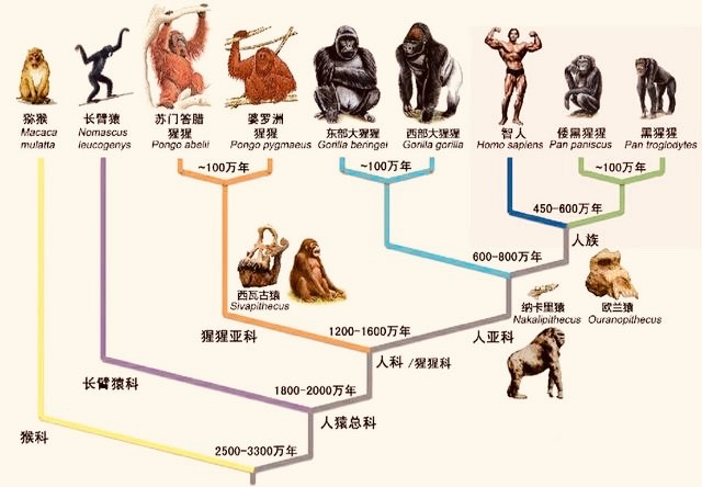 拜托！千万不要再说人是猴子变的，人类的进化过程其实是这样