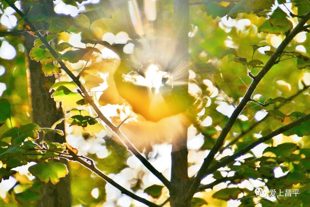 秋风起，昌平这片“童话森林”美景将至！