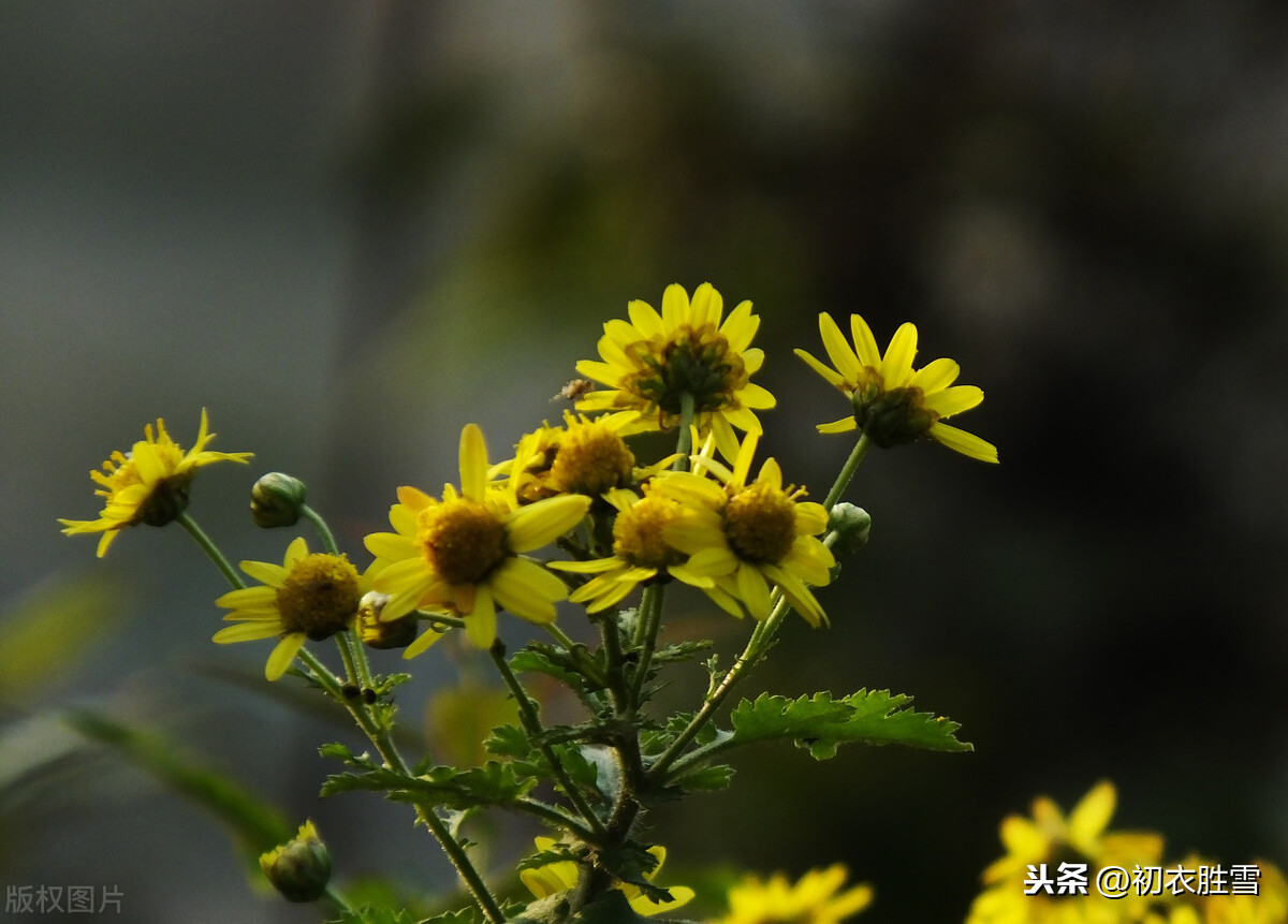 读陶渊明三首菊花诗，陶渊明不是隐士，是脚踏实地回归土地做农民