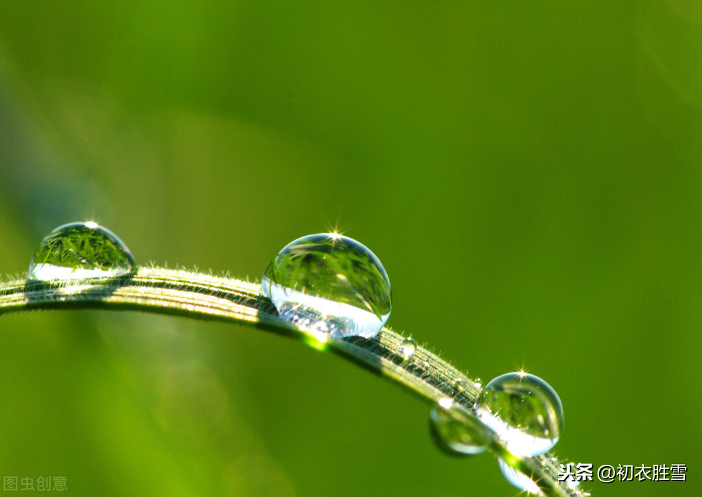 白露节气，5首冷门却优美的唐诗：秋草白露时，故园益相思