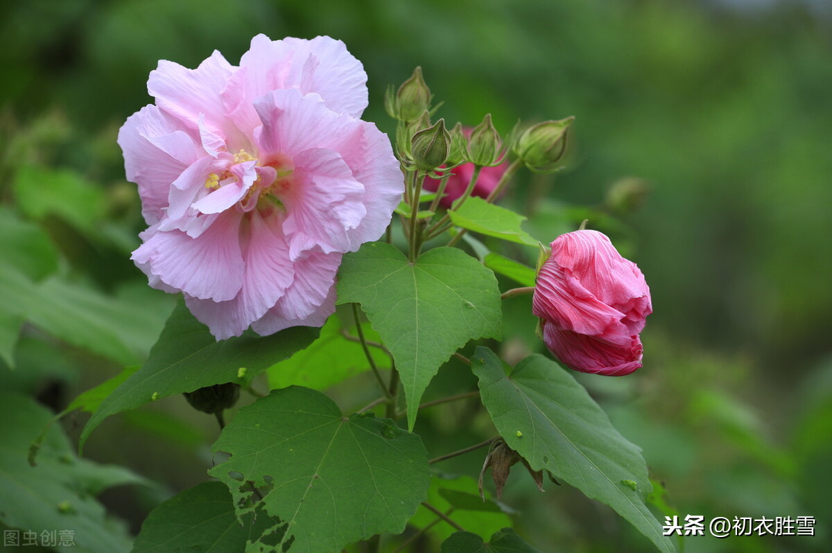 秋花芙蓉，木芙蓉诗词7首，你读过几首？