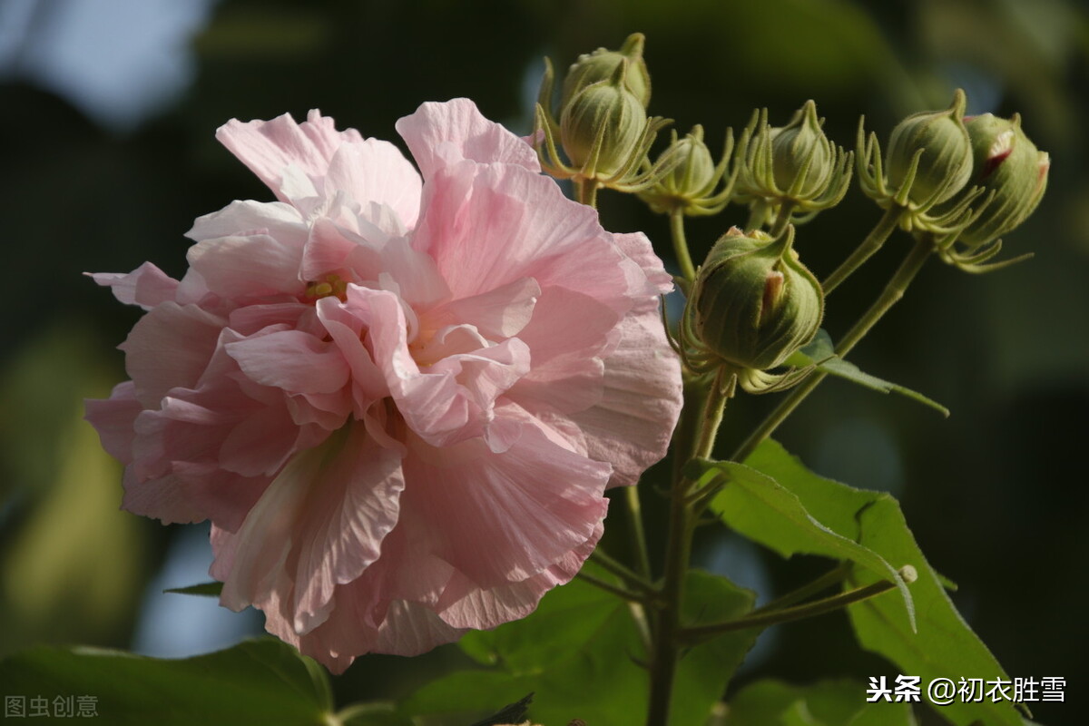 红楼诗读：晴雯之花，芙蓉如朝霞