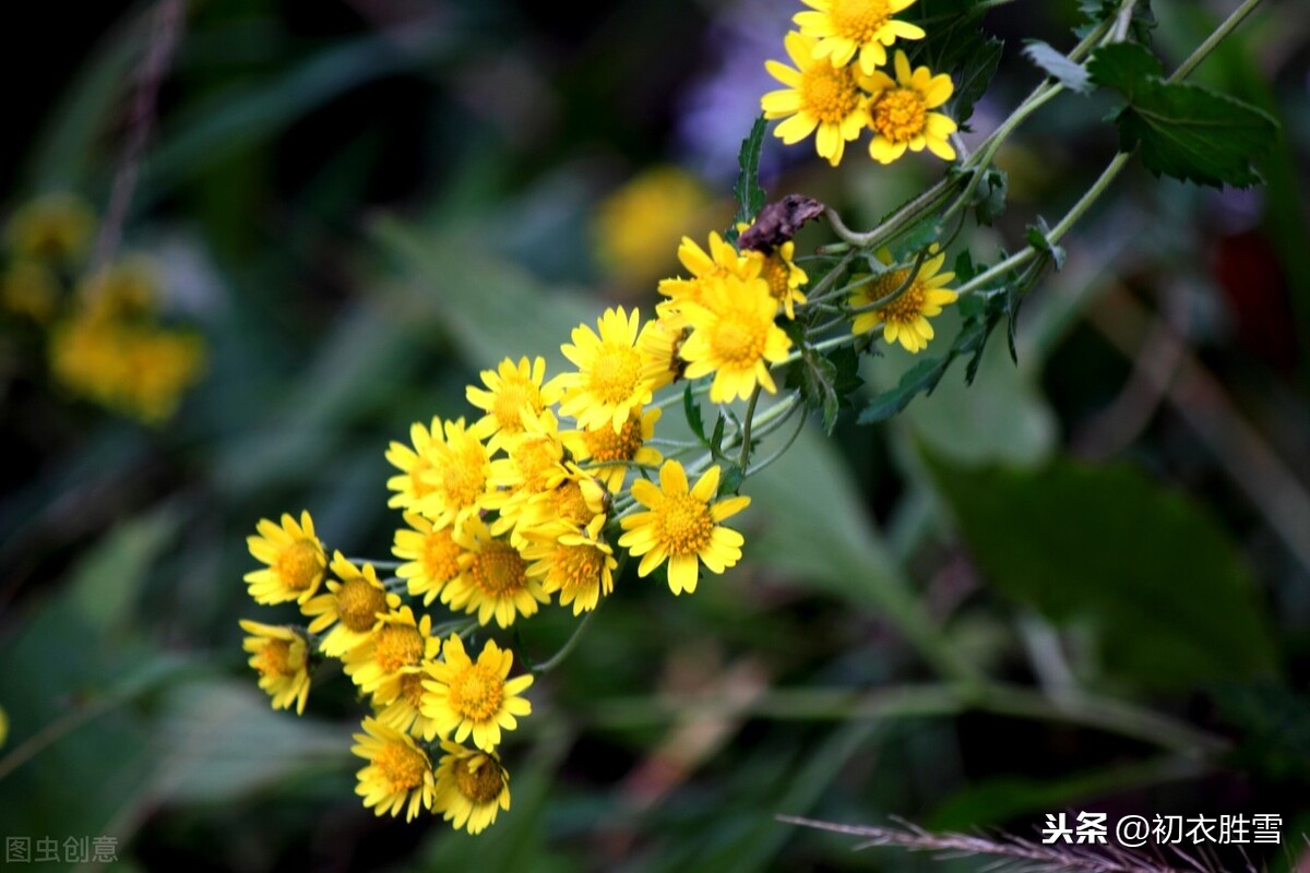 诗中古菊：夕餐秋菊之落英，屈原真的是吃菊花落下的花瓣吗？