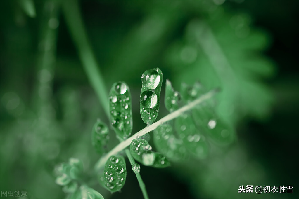 白露节气，5首冷门却优美的唐诗：秋草白露时，故园益相思