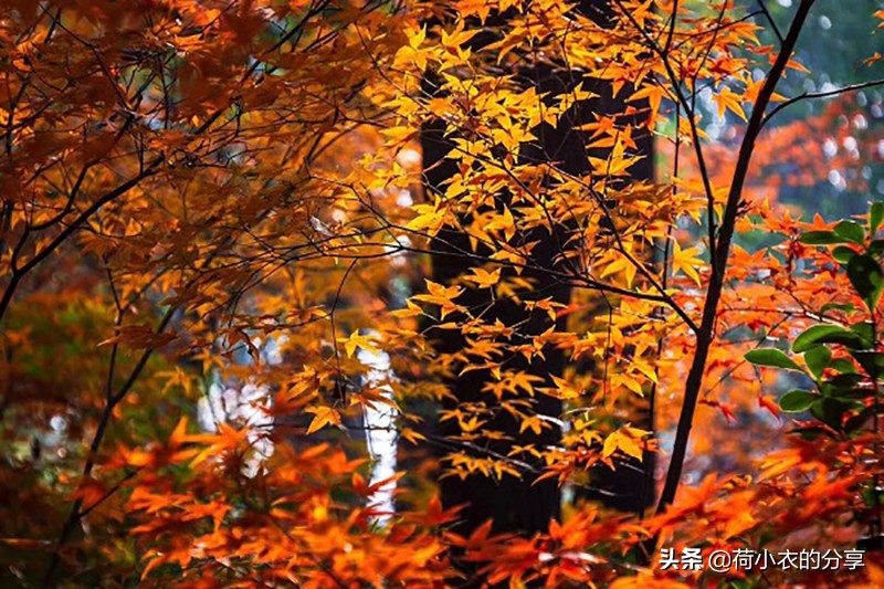 上海最适合秋天去的5个超美的地方，我全去过了，你呢？