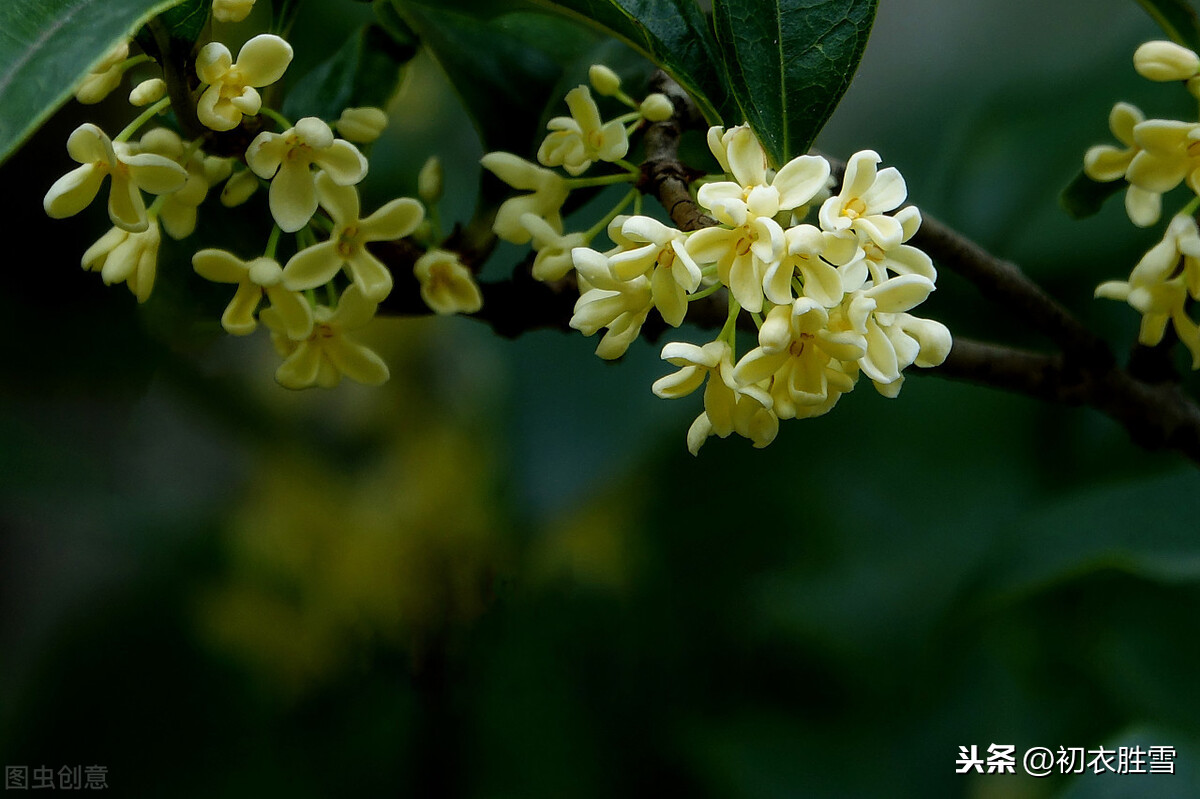 李商隐的桂花情结：画楼西畔桂堂东，清露偏知桂叶浓