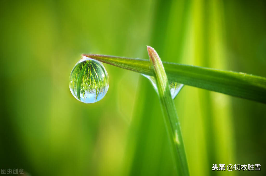 绝美白露诗句10则，白露水晶团，垂珠滴秋月