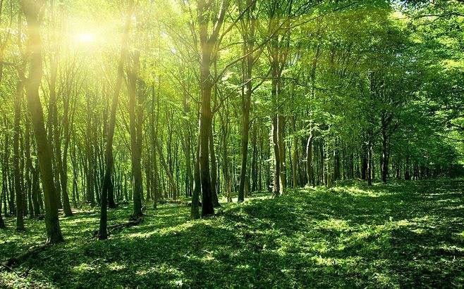 近五年气象变化显著，森林“降温”能力或被高估，人类该怎么办？