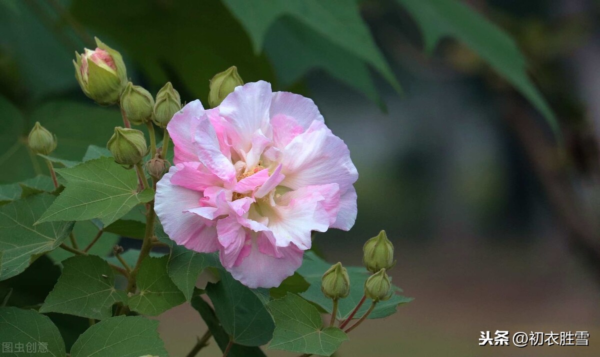 秋花芙蓉，木芙蓉诗词7首，你读过几首？