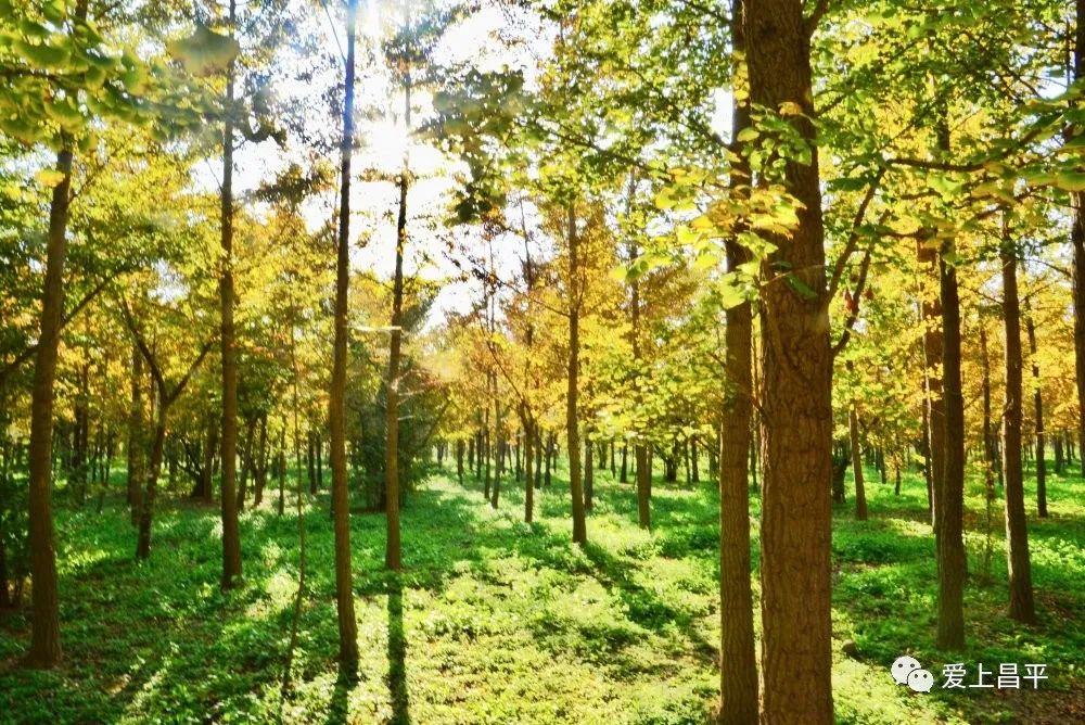 秋风起，昌平这片“童话森林”美景将至！