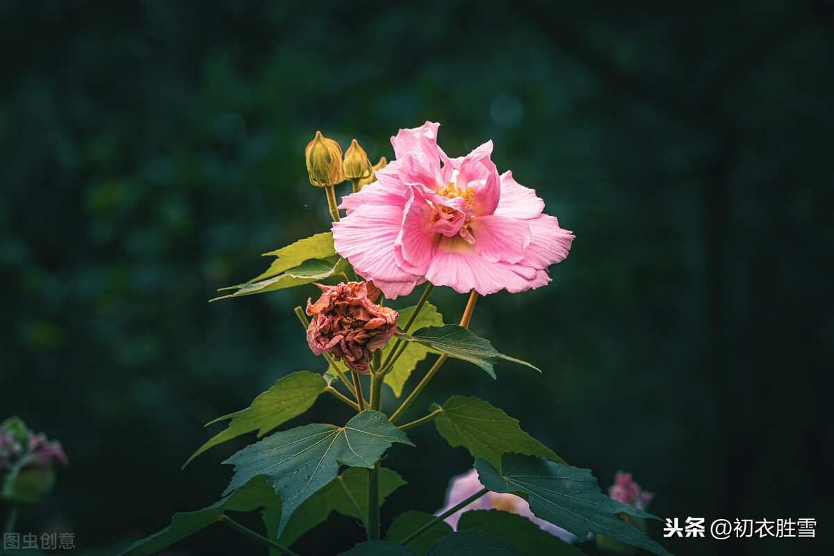 红楼诗读：晴雯之花，芙蓉如朝霞