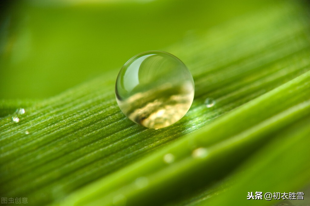 白露节气，5首冷门却优美的唐诗：秋草白露时，故园益相思