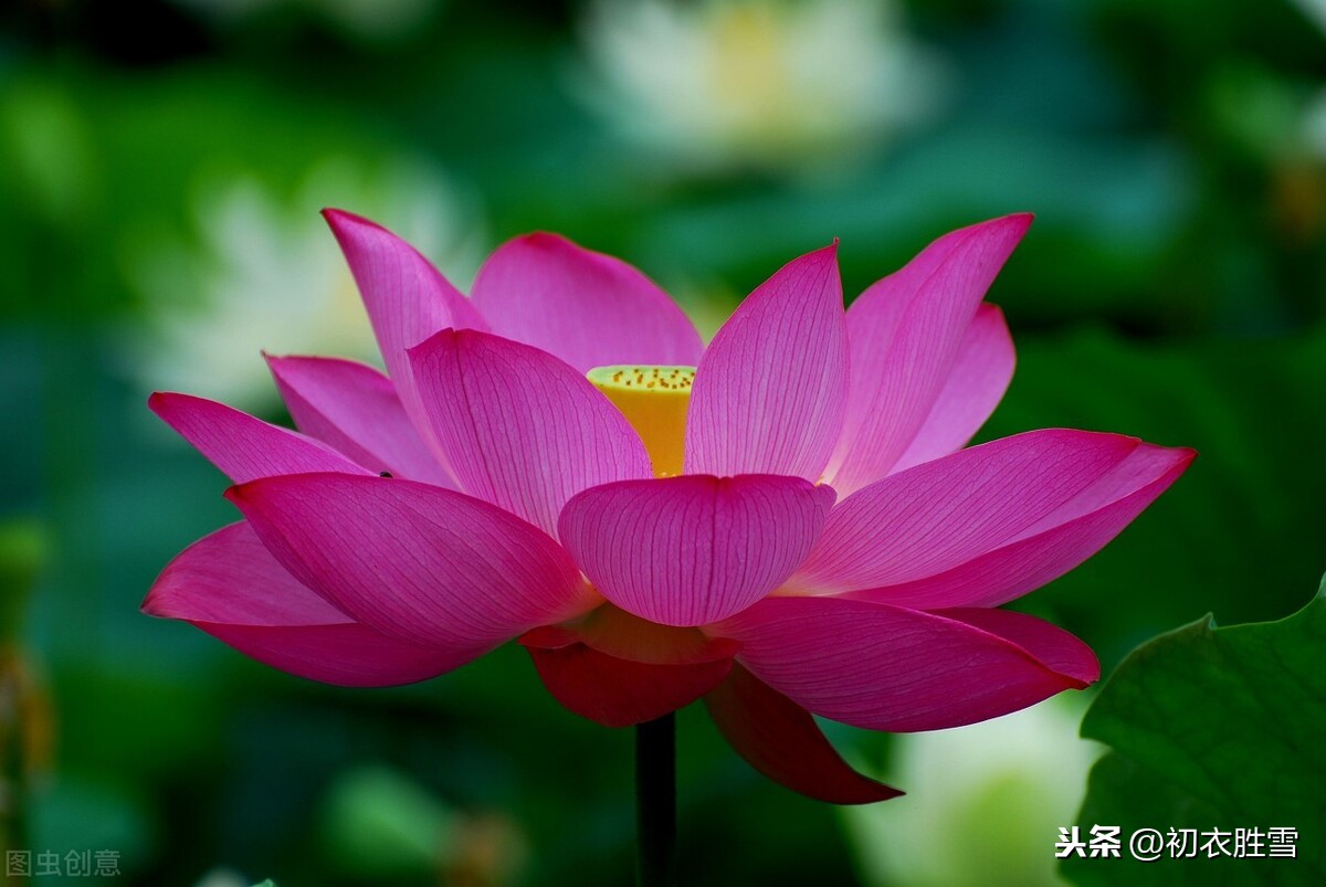 中元节放河灯：最后的荷花，最绚烂的荷花灯，永恒的生生不息