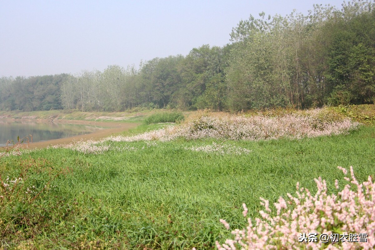 秋诗丽句：芦叶萧萧两岸合，蓼花细细一川红