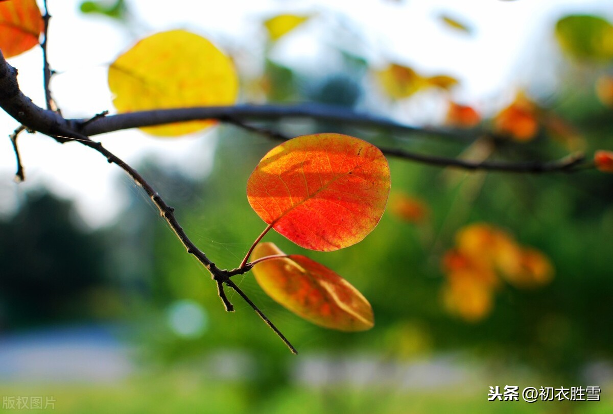 那些唐诗宋词中的，半冷半暖秋天，已凉天气未寒时