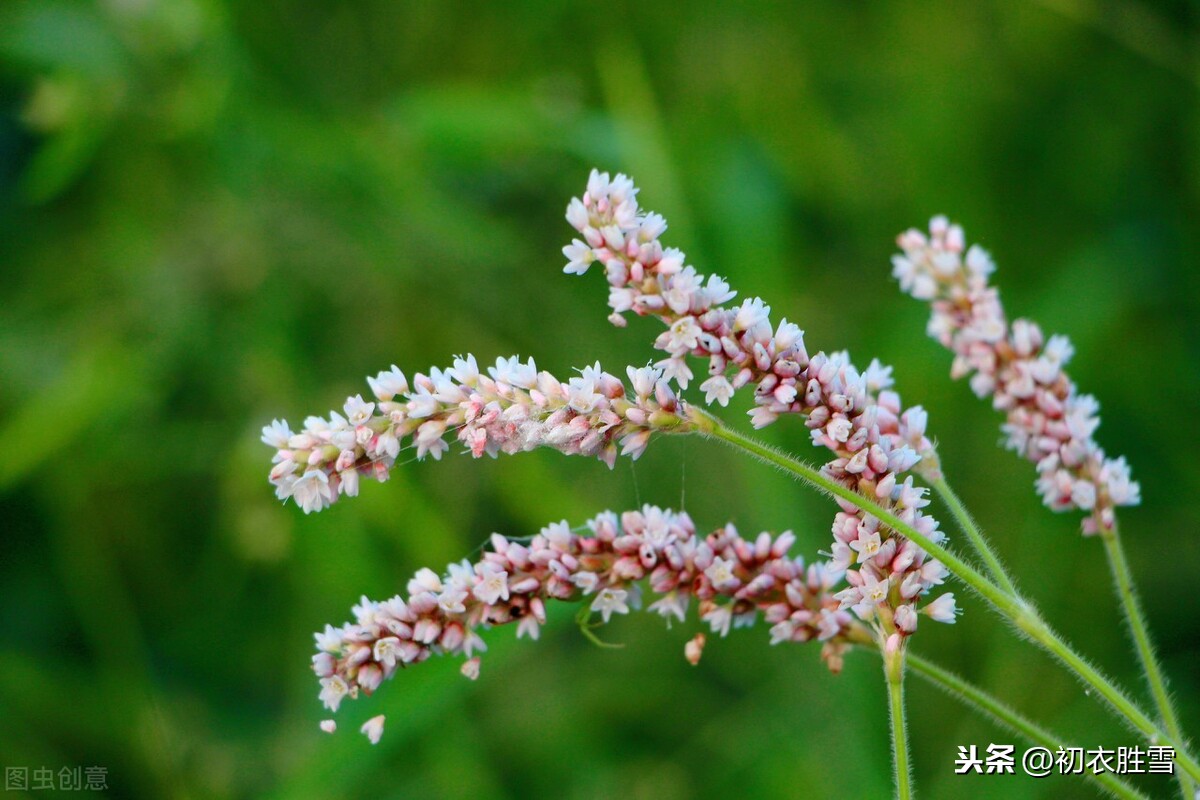 秋诗丽句：芦叶萧萧两岸合，蓼花细细一川红