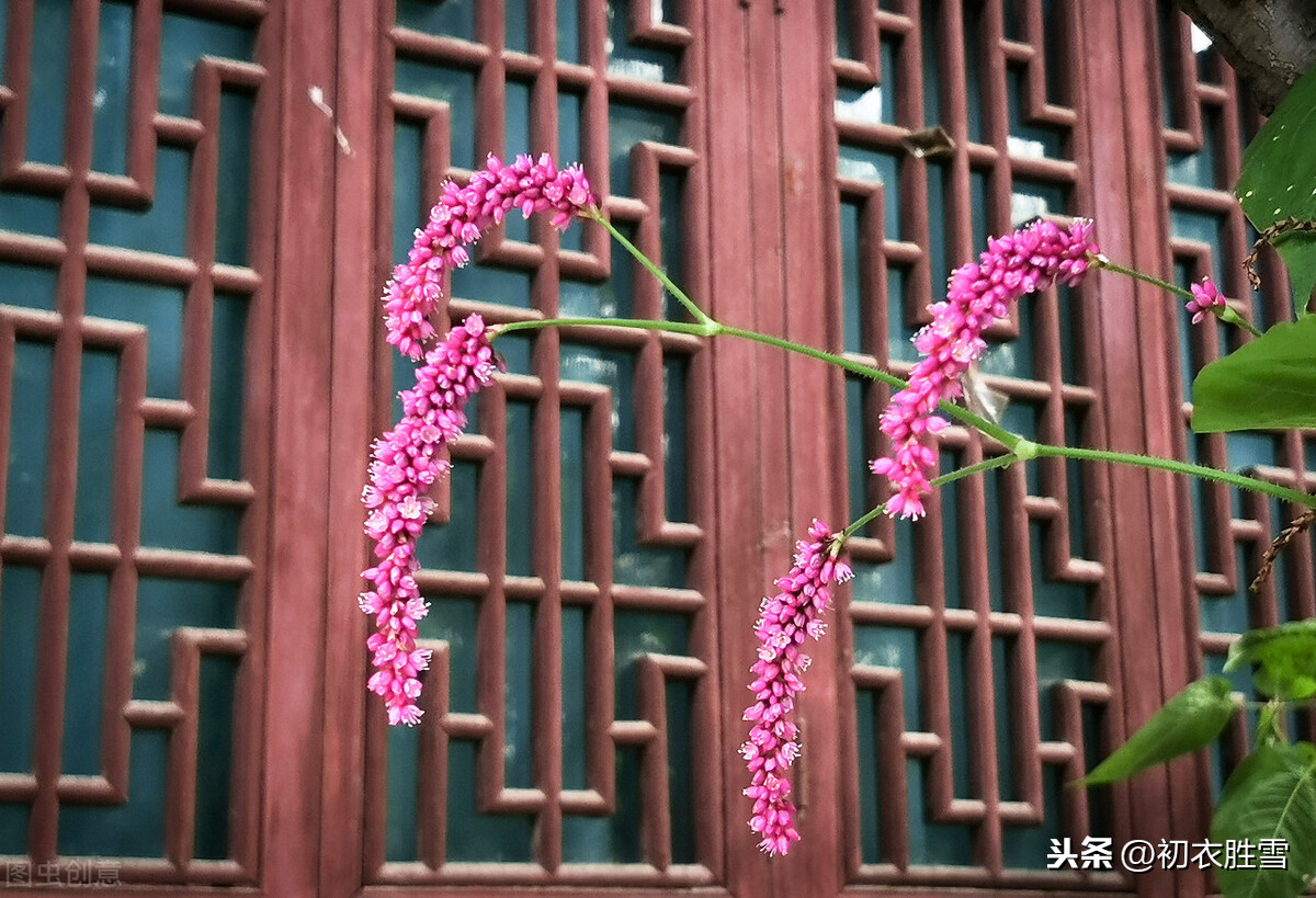 秋诗丽句：芦叶萧萧两岸合，蓼花细细一川红