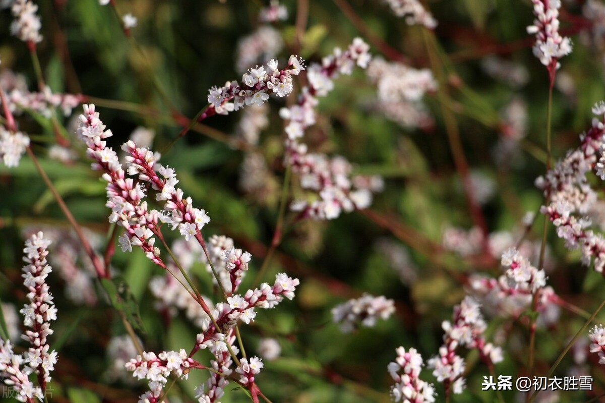 秋诗丽句：芦叶萧萧两岸合，蓼花细细一川红