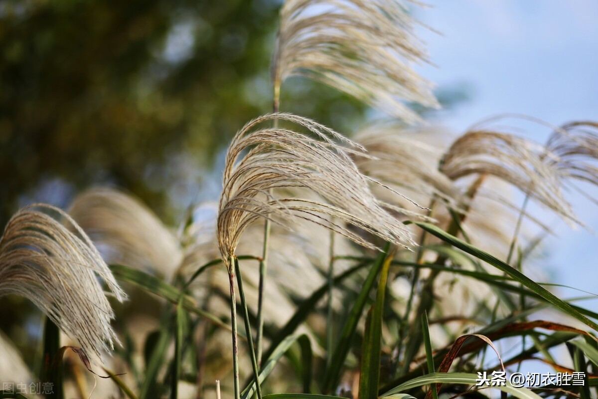 李白白露悲秋也别有气势，一首诗里三个季节，写尽迟暮悲凉