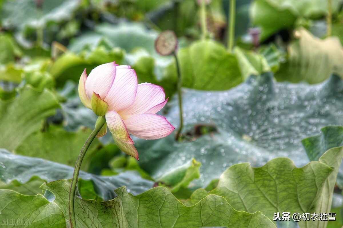 白露凋花花不残，白居易为什么钟爱秋露荷花？