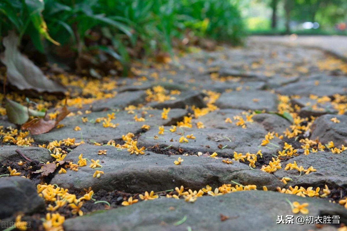 李商隐最美的桂花诗：桂花吹断月中香