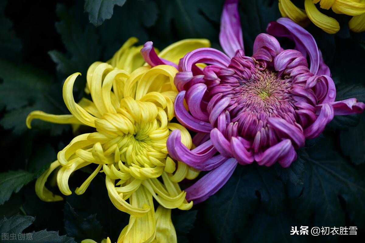 黄庭坚《鹧鸪天》菊花词两首，一首比一首狂放，堪称菊花之醉