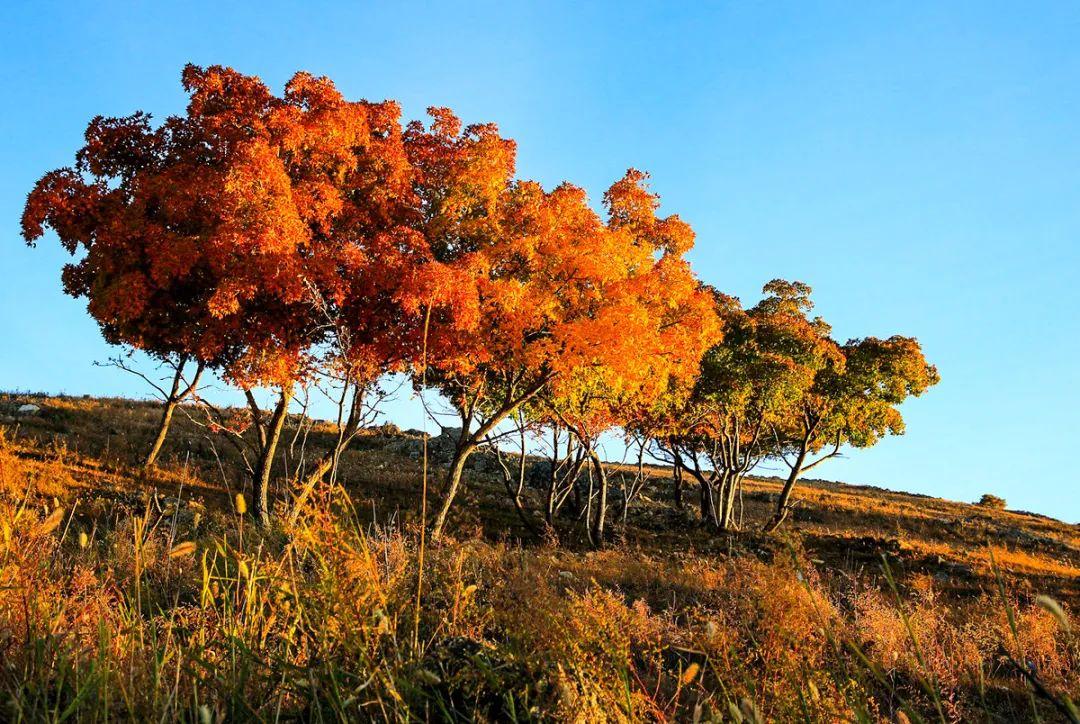 内蒙古，藏着一大片足以媲美日本的枫叶林，足足有6万亩
